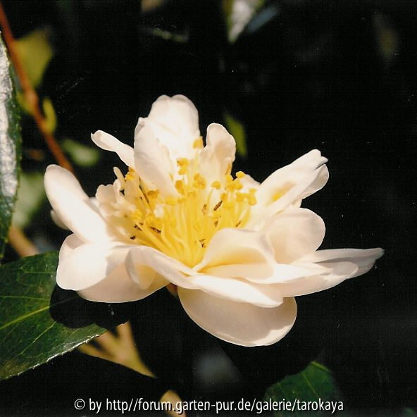 mizuyoshi (eisenhut)