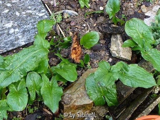 was ist das - Arum maculatum im Austrieb !