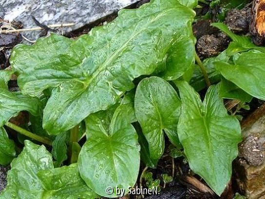 Arum maculatum treibt aus