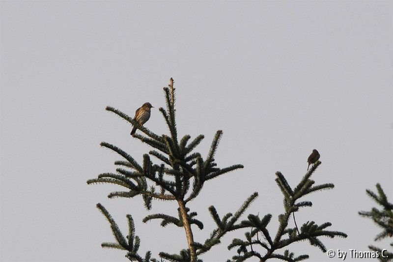 Singdrossel 01
