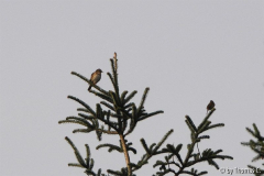 Singdrossel 01