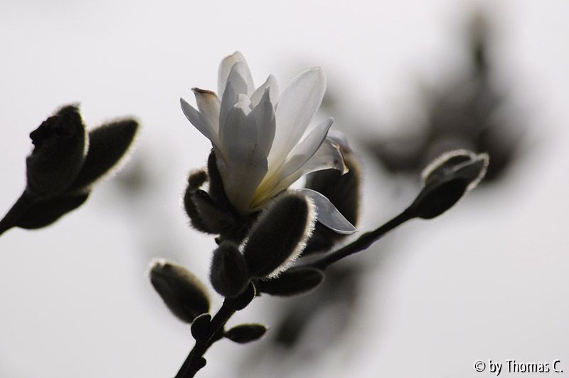 Magnolienblüte 02