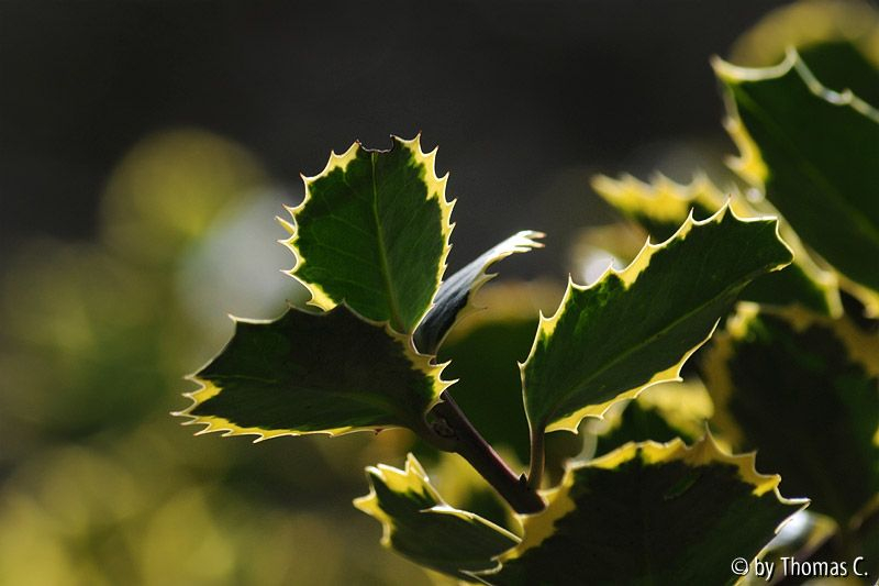 Ilex im Gegenlicht
