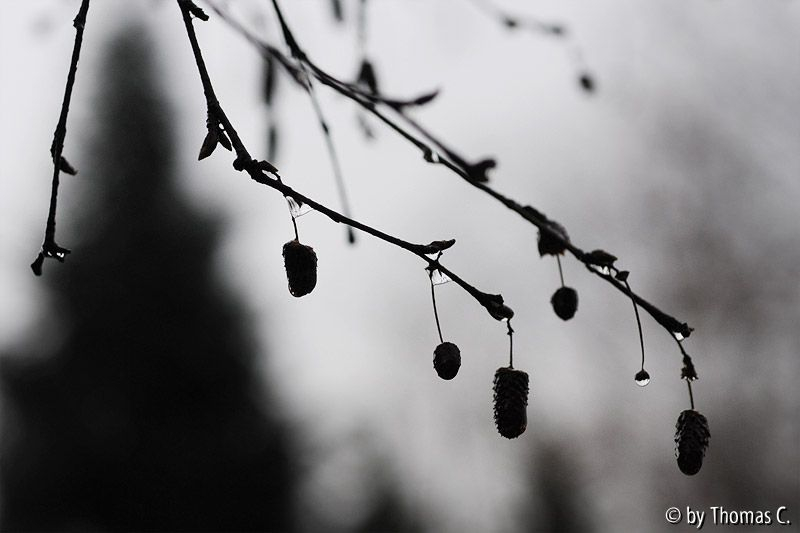 Märztropfen 02
