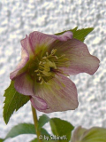 Helleborus noch ohne Namen von B.