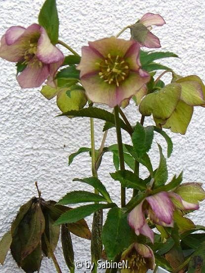 Helleborus noch ohne Namen- habitus