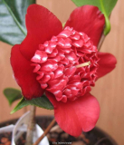 Camellia Lipstick