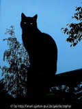 Muschka Blaue Stunde.jpg