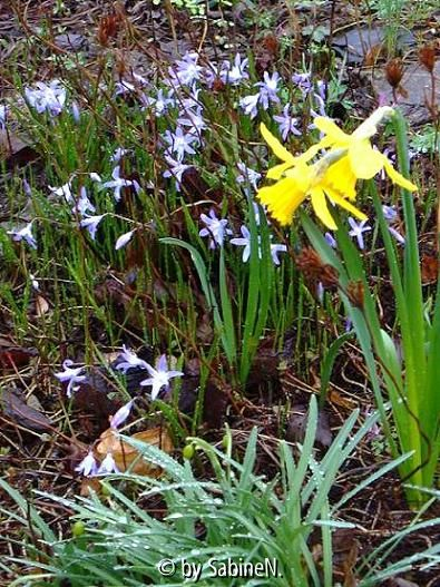 Frühling im Alpinum