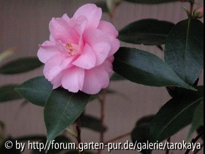 spring festival 3/08