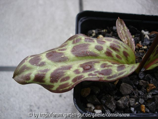 Erythronium revolutum - Blatt