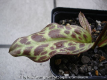 Erythronium revolutum - Blatt