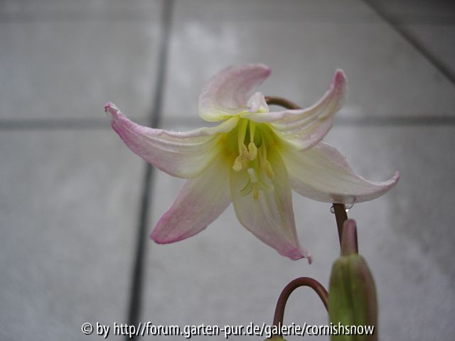 Erythronium revolutum - Blüte
