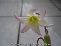 Erythronium revolutum - Blüte