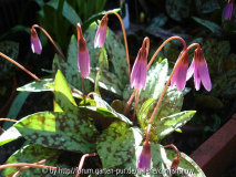 Erythronium dens-canis 'Sensation'