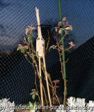 Caramella 19-03-2008
