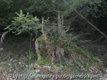 Waldspaziergang Januar 2008