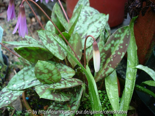 Erythronium dens-canis - weiß 2008