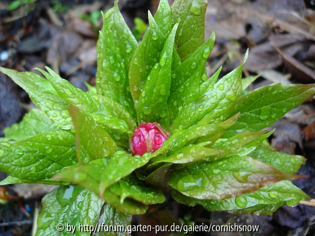 Paeonia mairei - 2008 I