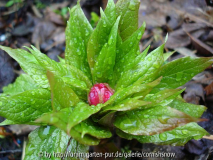 Paeonia mairei - 2008 I