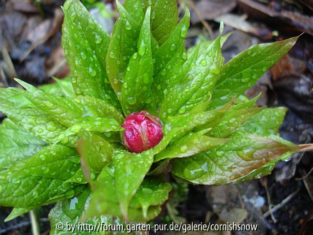 Paeonia mairei - 2008 II