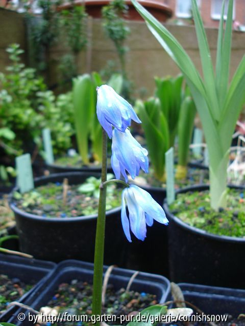 Scilla rosenii