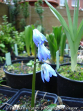 Scilla rosenii