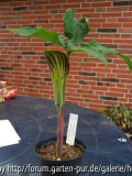 Arisaema_consaguineum_Gött