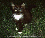 Katze im Gras.jpg