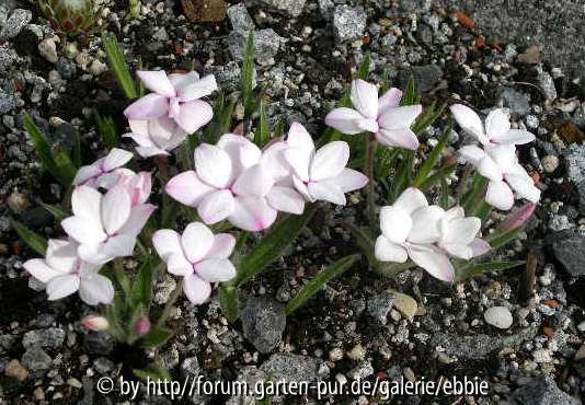 Rhodohypoxis baurii
