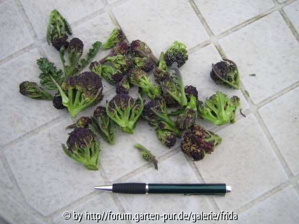 sprouting