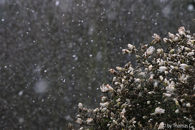 Schneegestöber im März 03