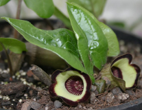 Asarum campaniflorum