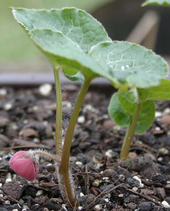 Asarum caulescens