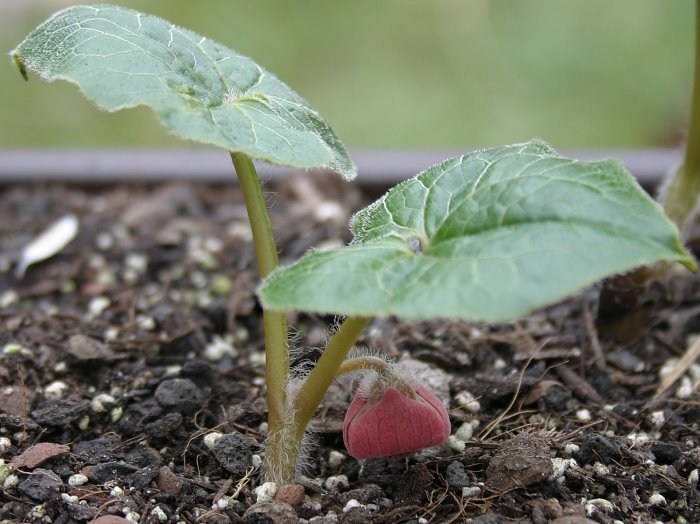 Asarum caulescens
