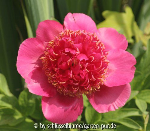 Paeonia anemoneflora
