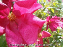 Mutabilis