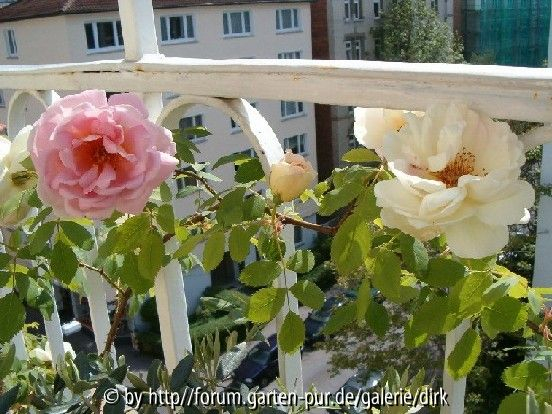Frühlingsduft zwei Farben