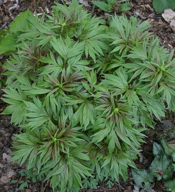 Paeonia 'Windflower'