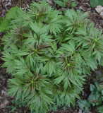 Paeonia 'Windflower'