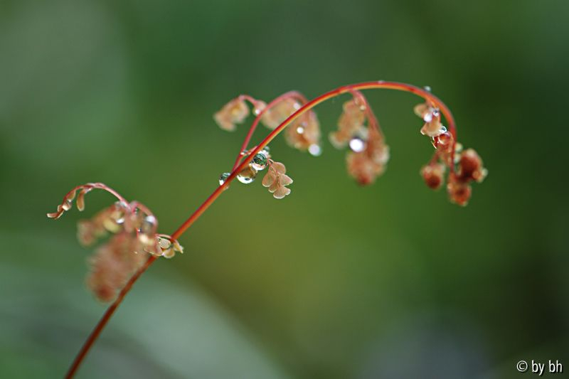 Adiantum venustum Austrieb