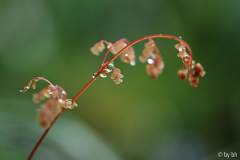 Adiantum venustum Austrieb