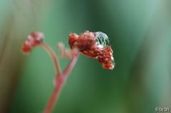 Adiantum venustum Austrieb