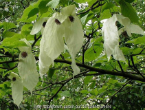 Davidia involucrata