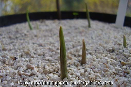 Lilium bulbiferum ssp. bulbiferum 190308