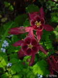 aquilegia_rot_markt.jpg