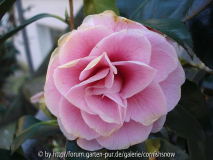 'Eberhard Lauterbach' - Frost!