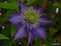 Multiblue