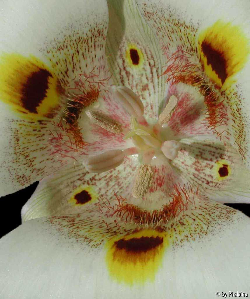 Calochortus