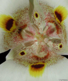 Calochortus